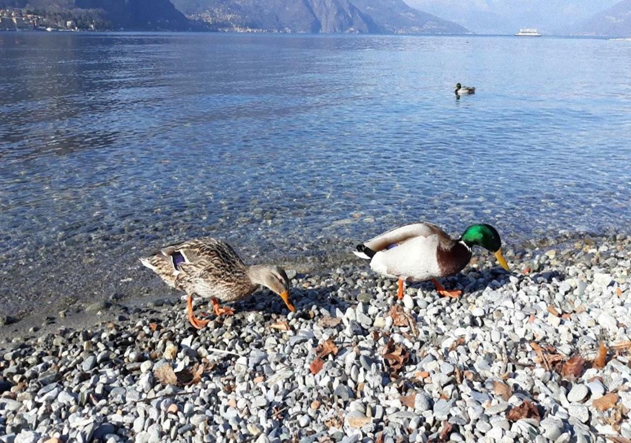 La Vista Βίλα Lezzeno Εξωτερικό φωτογραφία
